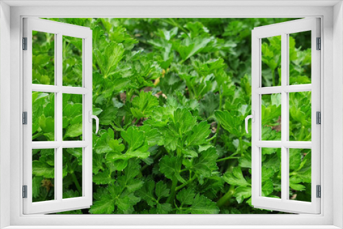 Fototapeta Naklejka Na Ścianę Okno 3D - Parsley or petroselinum crispum growing in the ground. Green apium graveolens leaves.