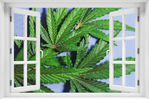 Fototapeta Naklejka Na Ścianę Okno 3D - Cannabis leafs lay on blue background. Marijuana plant banner. THC and CBD oil.