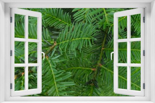 Fototapeta Naklejka Na Ścianę Okno 3D - tło liście zieleń natura roślina