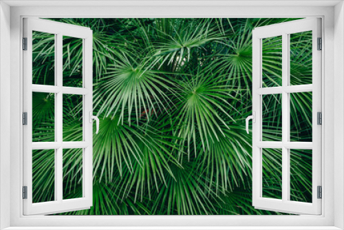 Fototapeta Naklejka Na Ścianę Okno 3D - Green palm leaves. Natural background of tropical forest. Pattern