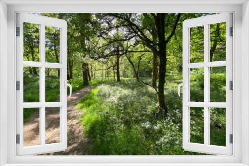 Fototapeta Naklejka Na Ścianę Okno 3D - Footpath for hikers, with grasses, plants and old trees in, Hardcastle Crags, Hebden Bridge, UK