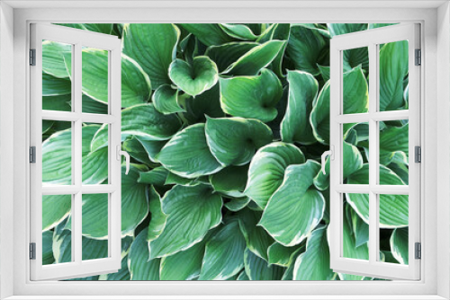 Fototapeta Naklejka Na Ścianę Okno 3D - green leaves with white edge, natural background