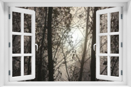 Fototapeta Naklejka Na Ścianę Okno 3D - hazy winter sunrise in the woods