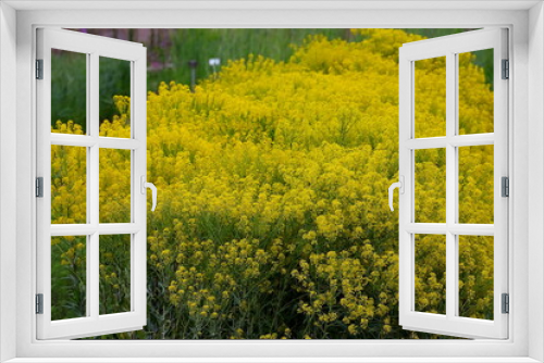 Fototapeta Naklejka Na Ścianę Okno 3D - Senf, Pflanze, Gewürze, Heilpflanze