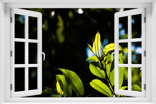 Fototapeta Naklejka Na Ścianę Okno 3D - green leaves on blue background