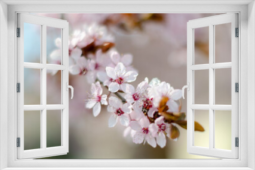 Fototapeta Naklejka Na Ścianę Okno 3D - Kirschblüten
