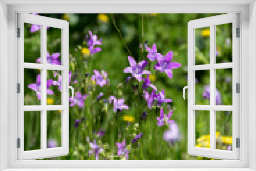 Fototapeta Naklejka Na Ścianę Okno 3D - purple and yellow wildflowers in green grass