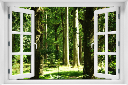 Fototapeta Naklejka Na Ścianę Okno 3D - Trees in the Forest