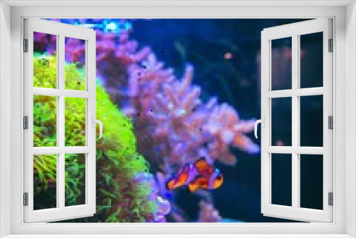 Fototapeta Naklejka Na Ścianę Okno 3D - coral reef and fishes
