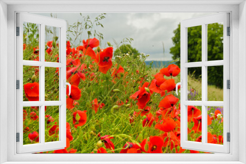 Fototapeta Naklejka Na Ścianę Okno 3D - Red colorful common poppies in foreground of a large field full of wildflowers blooming in summer in Germany