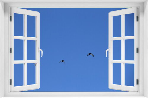 Fototapeta Naklejka Na Ścianę Okno 3D - 雲一つ無い青空を飛ぶカルガモ３羽