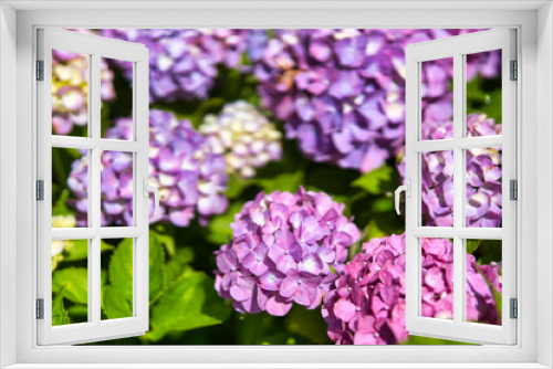 Fototapeta Naklejka Na Ścianę Okno 3D - アジサイ(紫)