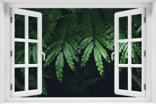 Fototapeta Naklejka Na Ścianę Okno 3D - Close-Up Of  Dark green leaves