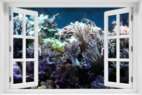 Fototapeta Naklejka Na Ścianę Okno 3D - 水槽のサンゴ