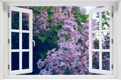 Fototapeta Naklejka Na Ścianę Okno 3D - lilac flowers in the garden. Syringa vulgaris on spring season