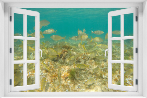 Fototapeta Naklejka Na Ścianę Okno 3D - Sarpa salpa fishes in sea