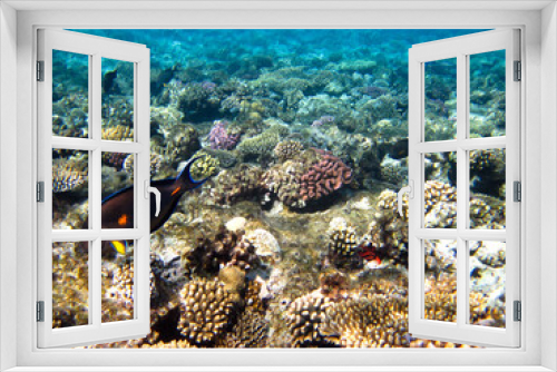 Fototapeta Naklejka Na Ścianę Okno 3D - Red sea corals