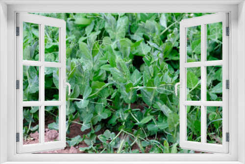 Fototapeta Naklejka Na Ścianę Okno 3D - pea plant, hobby garden and pea plant that begin to ripen in the garden,