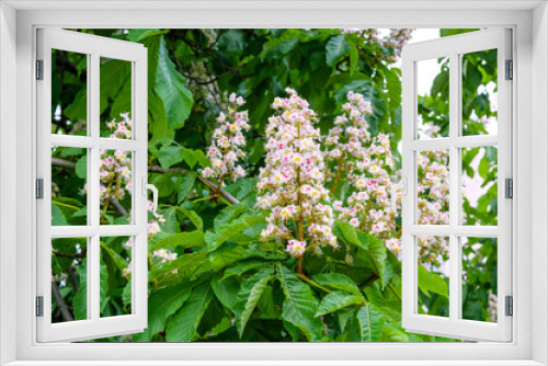 Fototapeta Naklejka Na Ścianę Okno 3D - Foliage and flowers of Horse chestnut, Aesculus hippocastanum, Conker tree