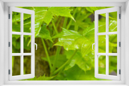 Fototapeta Naklejka Na Ścianę Okno 3D - Young bright green maple leaves on sunny spring day on blurry background