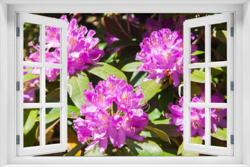 Fototapeta Naklejka Na Ścianę Okno 3D - Beautiful pink flower Rhododendron. Close up shot. Selective focus.