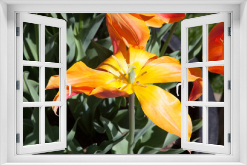 Fototapeta Naklejka Na Ścianę Okno 3D - Orange and Yellow Tulip