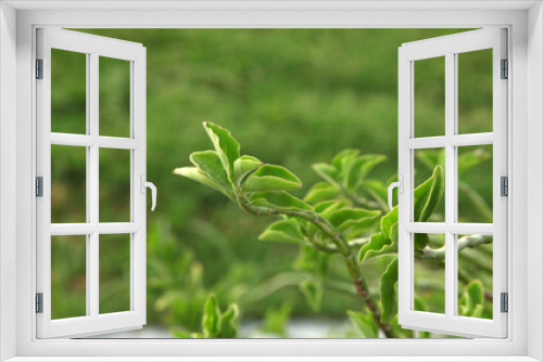 Fototapeta Naklejka Na Ścianę Okno 3D - close up of fresh herbs