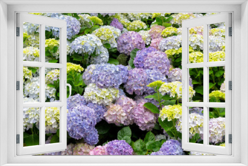 Fototapeta Naklejka Na Ścianę Okno 3D - Hydrangea flowers