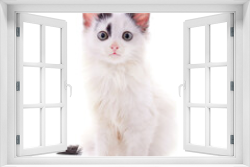 Fototapeta Naklejka Na Ścianę Okno 3D - Little white kitten .