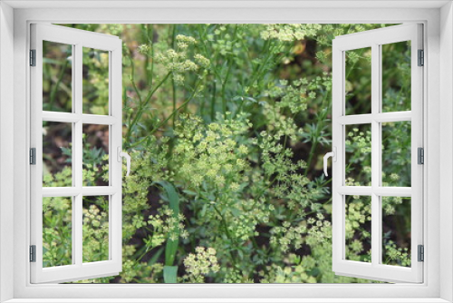 Fototapeta Naklejka Na Ścianę Okno 3D - parsley flower on a green background