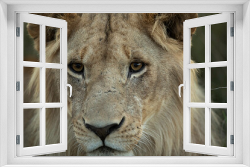 Fototapeta Naklejka Na Ścianę Okno 3D - Closeup of a subadult Lion  at Masai Mara, Kenya