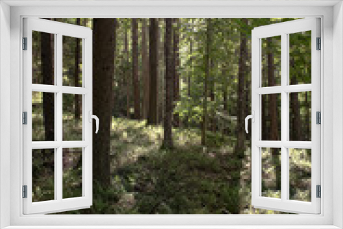 Fototapeta Naklejka Na Ścianę Okno 3D - Wood Forest Tree Nature Landscape Hiking Trip Environment Ecosystem  
