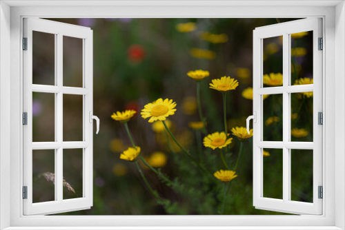 Fototapeta Naklejka Na Ścianę Okno 3D - Gelbe Blumen