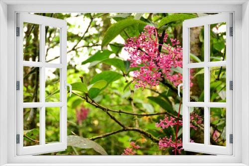 Fototapeta Naklejka Na Ścianę Okno 3D - Medinilla Speciosa, with pink pendulous inflorescences