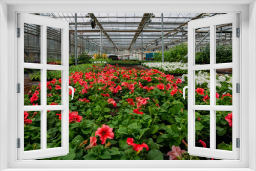 Fototapeta Naklejka Na Ścianę Okno 3D - Red petunia flowers grown in modern greenhouse, selective focus