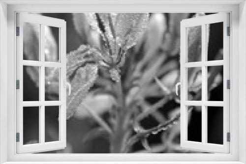 Fototapeta Naklejka Na Ścianę Okno 3D - Dew on a chleome flower in black and white