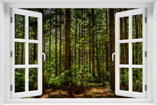 Fototapeta Naklejka Na Ścianę Okno 3D - Hoop Pine Forest
