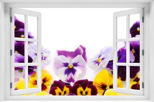Fototapeta Naklejka Na Ścianę Okno 3D - Flowers of garden pansies (viola).Isolated.