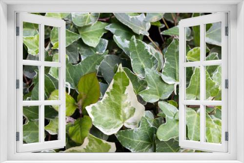 Fototapeta Naklejka Na Ścianę Okno 3D - Green leaves in garden in spring