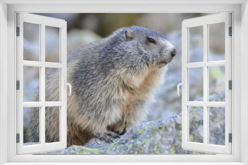 Fototapeta Naklejka Na Ścianę Okno 3D - marmotte de profil sur son rocher