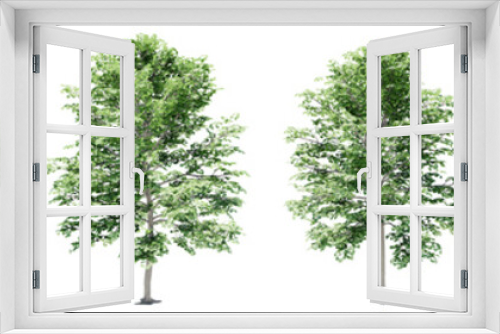Fototapeta Naklejka Na Ścianę Okno 3D - Set or collection of green maple trees isolated on white background. Concept or conceptual 3d illustration for nature, ecology and conservation, strength and endurance, force and life