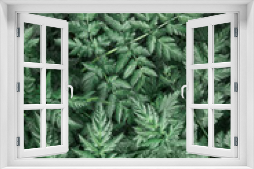 Fototapeta Naklejka Na Ścianę Okno 3D - background of green sharp-angled leaves of dark green color