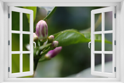 Fototapeta Naklejka Na Ścianę Okno 3D - close up of pink flower buds