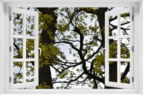 Fototapeta Naklejka Na Ścianę Okno 3D - tree and sky