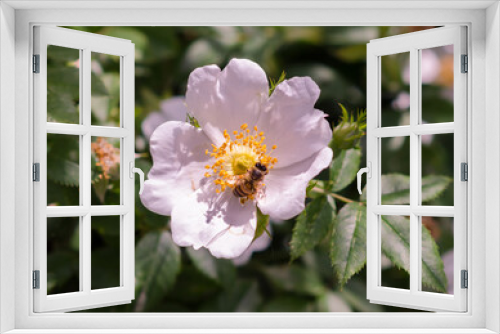 Fototapeta Naklejka Na Ścianę Okno 3D - Bee on dog-rose flower