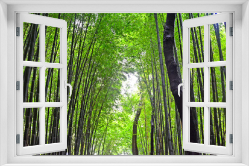 Fototapeta Naklejka Na Ścianę Okno 3D - Arashiyama Bamboo Forest in Kyoto, Japan