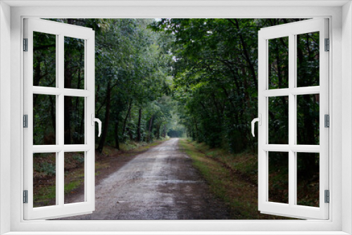Fototapeta Naklejka Na Ścianę Okno 3D - Route forestière en Sarthe