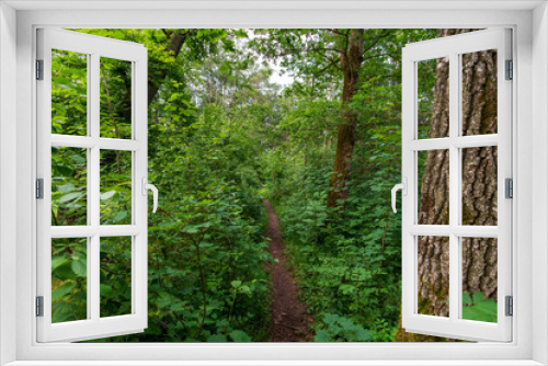 Fototapeta Naklejka Na Ścianę Okno 3D - Kleiner Pfad durch den Wald
