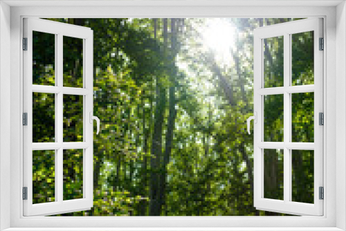 Fototapeta Naklejka Na Ścianę Okno 3D - Sun shining through green leaves on a tall hig Platanus trees deep green forest