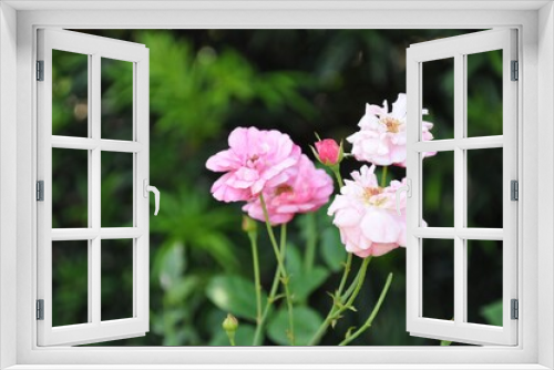Fototapeta Naklejka Na Ścianę Okno 3D - Nola Flowers